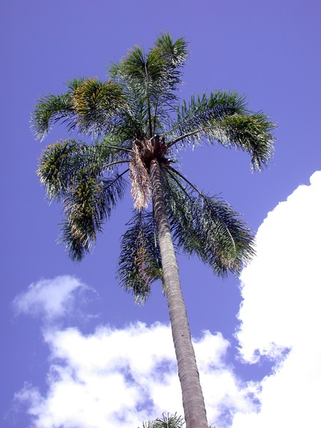 Palm Tree